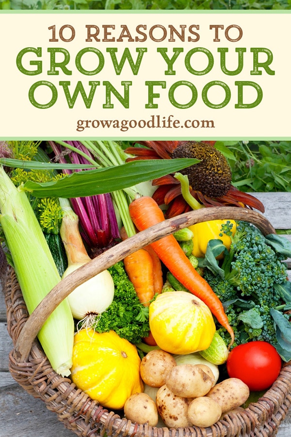 image of a basket filled with freshly harvested vegetables