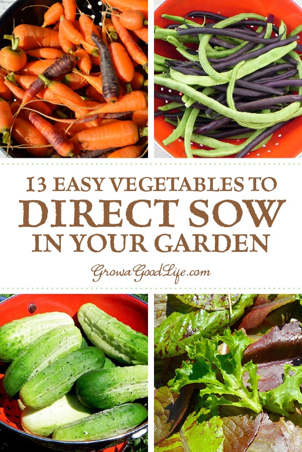 To direct sow your seeds just means to plant your seeds outdoors in the garden instead of starting the seeds indoors under lights. Plants that are either difficult to transplant or don't need extra time to get a jump start can be sowed directly into the ground. Here are 13 easy vegetables to direct sow in your garden.