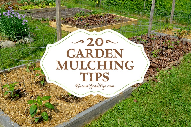 Mulching is one of the best things you can do for your garden. A generous layer of mulch over the soil surface will suppress weeds, retain moisture, and provide and soil enrichment as it decomposes. Mulch also helps protect the soil from erosion, moderates the soil temperature, and makes the garden look neat and tidy. Mulching has some disadvantages as well. It can smother your plants, tie up nutrients, add unwanted chemicals, grow fungus, and slow water penetration.