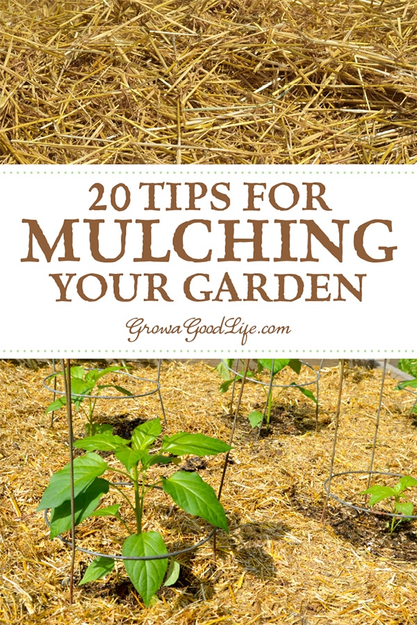 Mulching is one of the best things you can do for your vegetable garden. It protects the soil from erosion, moderates the soil temperature, and makes the garden look neat and tidy. Here are 20 tips for mulching your garden.