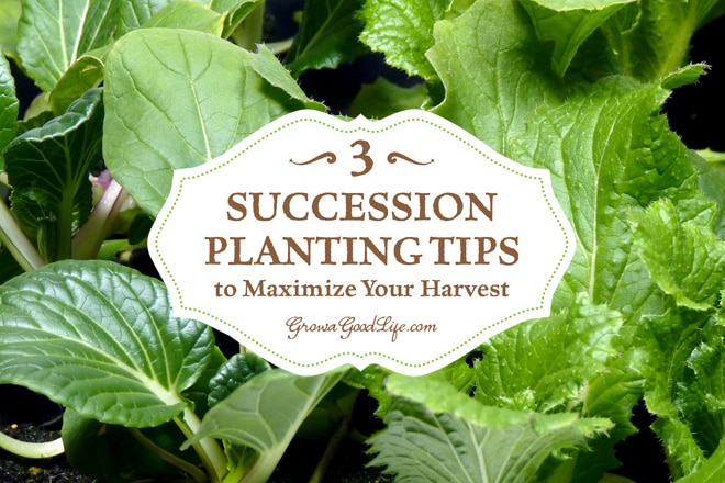 The goal of succession planting is to make the most of your garden space and keep the beds growing and producing fresh harvests.