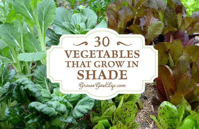 Do you have an area of your garden that is shaded part of the day? If you think you can’t grow anything there, you are wrong. There are many vegetables that grow in shade. Some even thrive when sheltered from the intense rays from the summer sun.