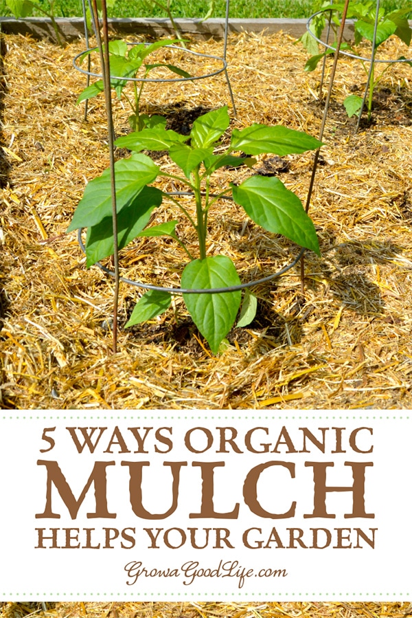 Mulch is any type of material that layered on the surface of the soil. Mulching your garden beds not only helps suppress weeds, it also prevents soil erosion and moderates soil-temperature fluctuations. Read on to learn more ways organic mulch helps your vegetable garden.