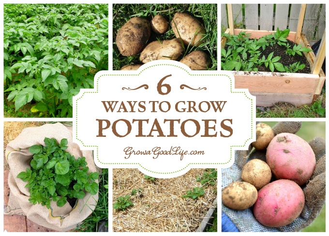 Whether you are striving for a few gourmet fingerling potatoes for fresh eating or growing a large crop for winter food storage, here are several different ways to grow potatoes in your garden.