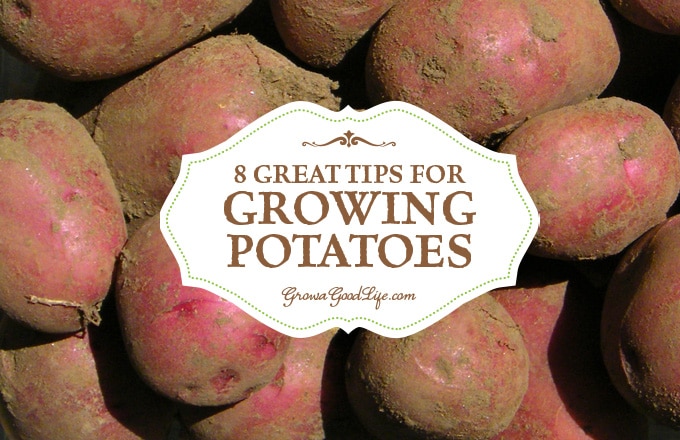 Have you tried growing potatoes in your garden? Growing potatoes is fun and not that difficult! You can grow unique varieties not found in supermarkets.