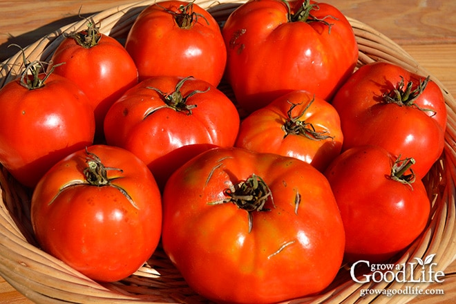 Celebrating the harvest and encouraging everyone to grow their own food! Sharing garden harvest photos for the week of October 5, 2015.