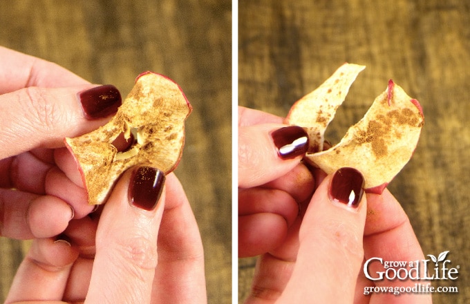 folding apple chips to test for crispness