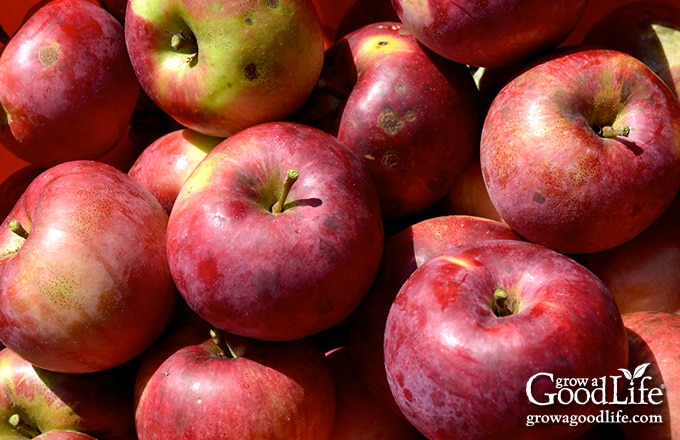 apple harvest in basket