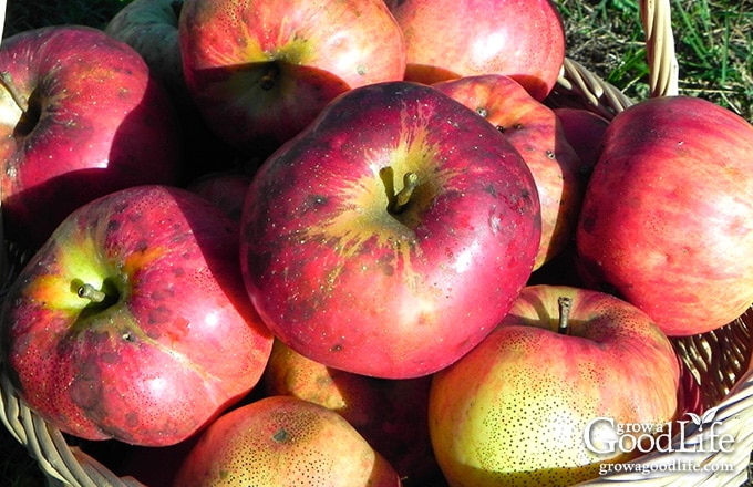 overhead photo of windfall apples in a basket