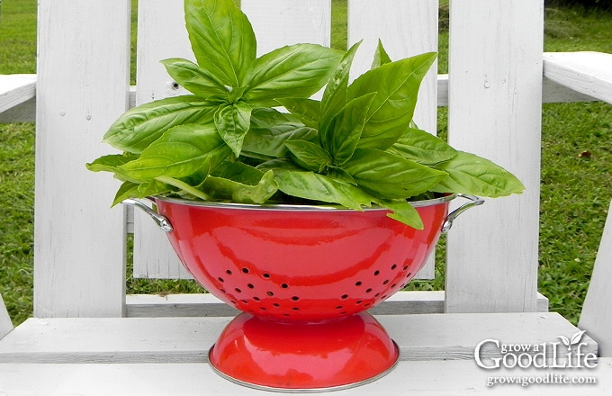 basil harvest in a red colander on a white chair