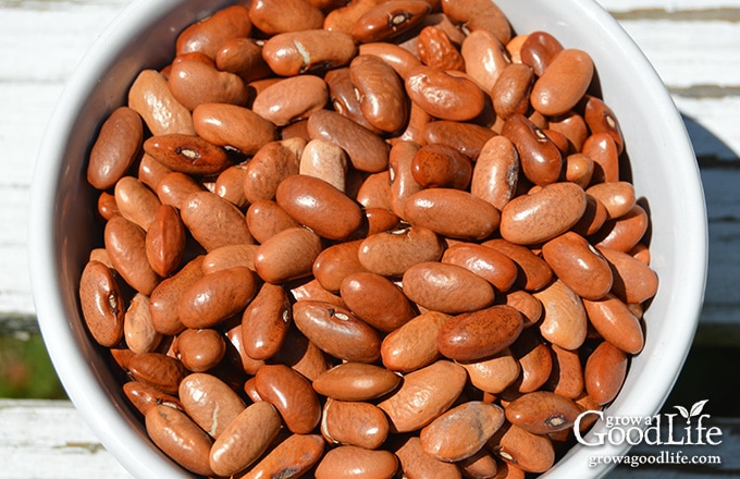 close up of bean seeds in a white bowl