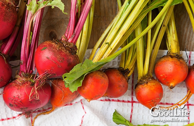 washed beetroots on a kitchen towel