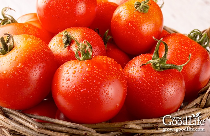 tomato harvest in a brown basket