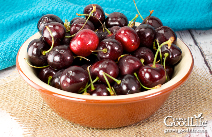 brown bowl of sweet cherries on a table