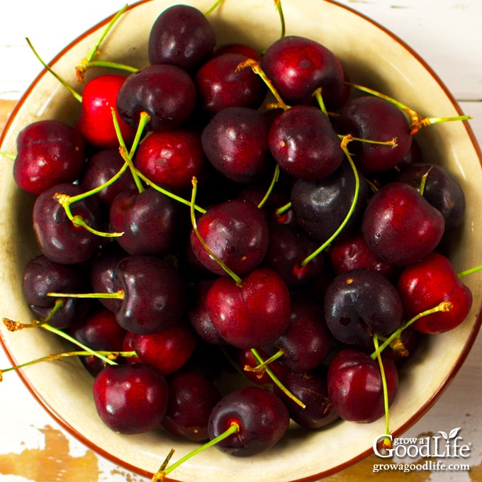 overhead photo of a bowl of cherries