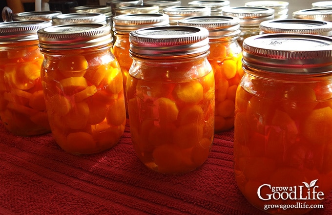 pint jars of carrots cooling on the counder