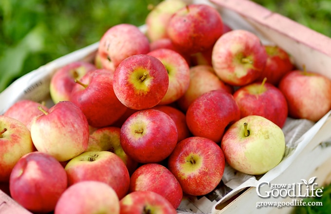 crate of apples on the grass