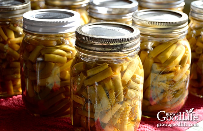 jars of canned string beans cooling on the counter