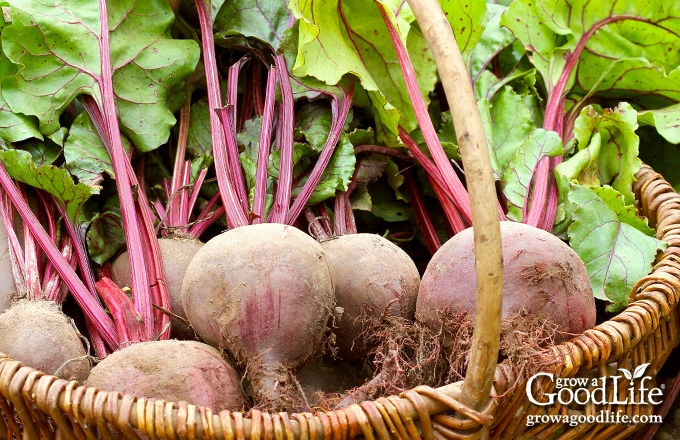 beet harvest in a basket