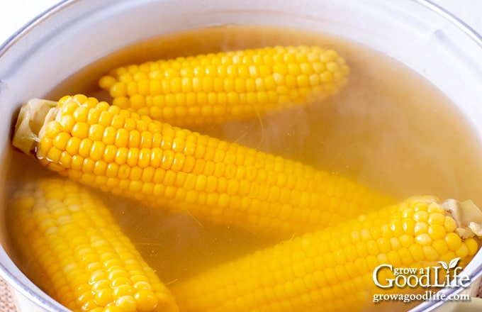 blanching corn in a white pot