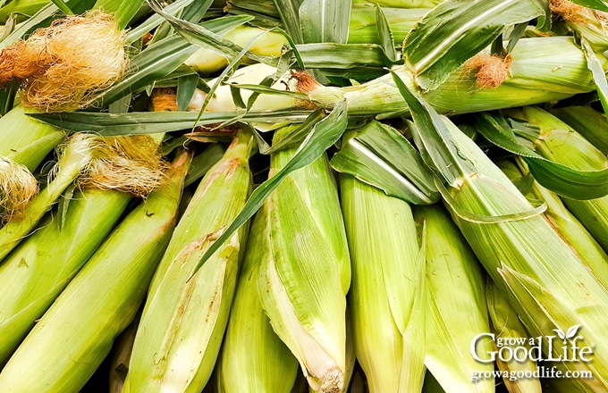 pile of freshly harvested corn on a table