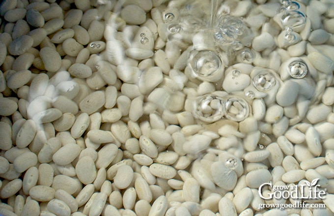 close up of white beans boiling in water