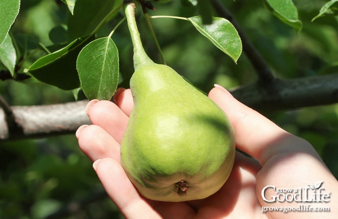 hand picking a green pear from the tree