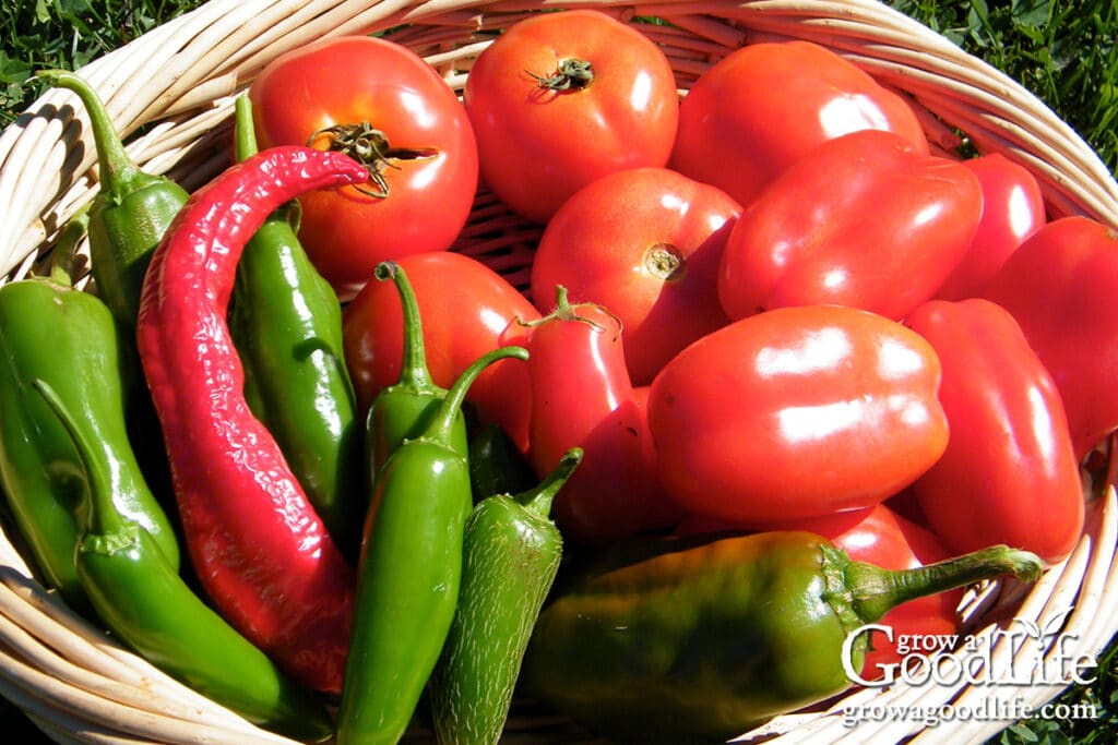 Harvest basket of tomatoes and peppers for making salsa.