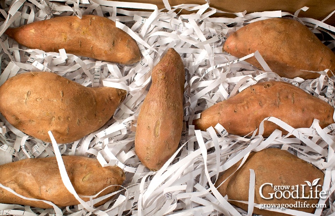 close up of sweet potatoes in a storage box