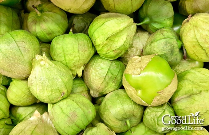 Overhead view of a large tomatillo harvest.