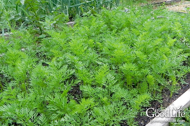 healthy carrots growing in the garden