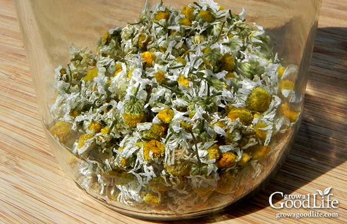 Growing Chamomile for Tea is easy. Chamomile grows best in a sunny location but can tolerate some shade. It is drought tolerant and trouble free.