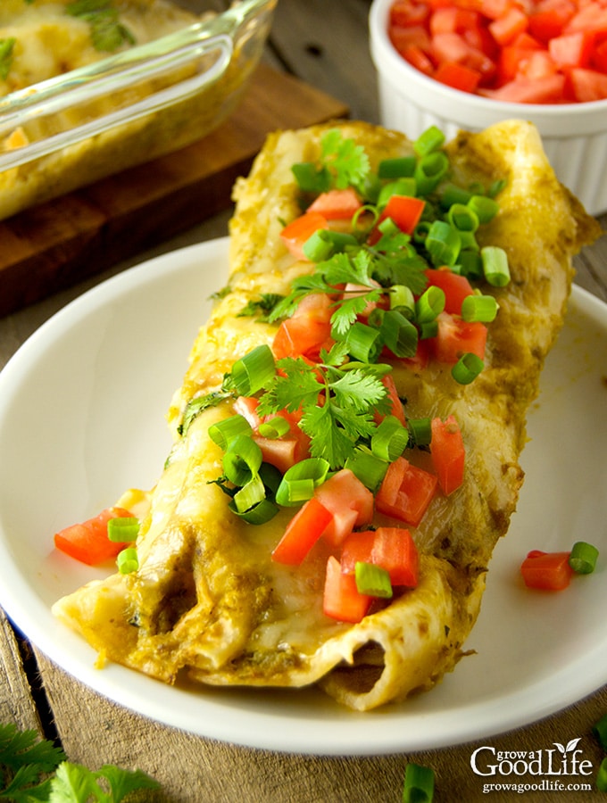 Chicken enchiladas with roasted green chile sauce is a delicious meal option when you’re craving Southwestern-style comfort food. The mellow spicy flavor of the Anaheim or New Mexico type peppers pairs well with shredded chicken and Mexican spices and cheese.