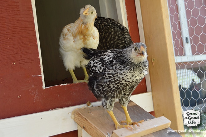 Adding Chickens to the Flock | Grow a Good Life