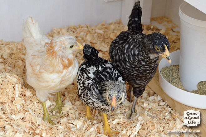 Adding Chickens to the Flock | Grow a Good Life