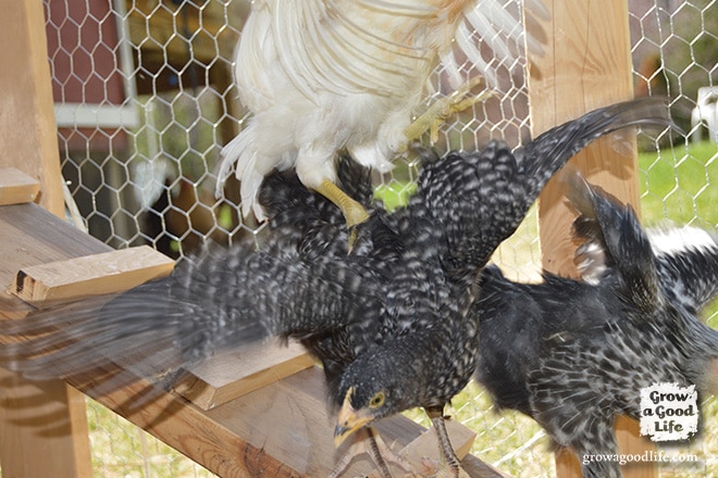 Adding Chickens to the Flock | Grow a Good Life