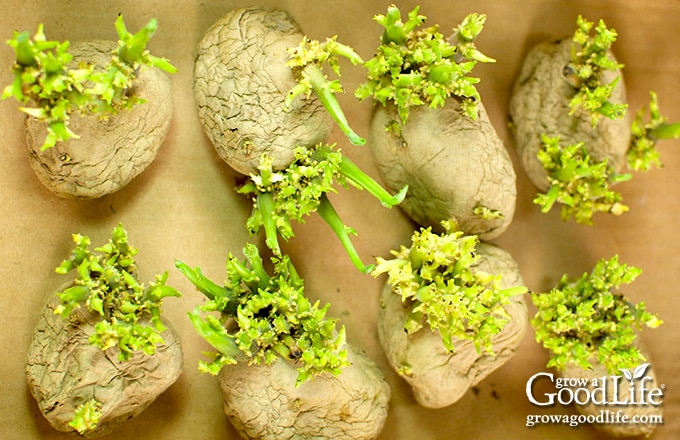 potatoes with green sprouts in a shallow box