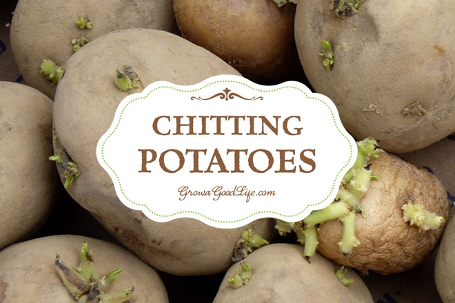 Chitting potatoes is also called greensprouting, or pre-sprouting. Chitting it is a way of preparing potatoes for planting by encouraging them to sprout before planting in the ground. This gives the tubers a head start and encourages faster growth and heavier crops once the seed potatoes are planted.