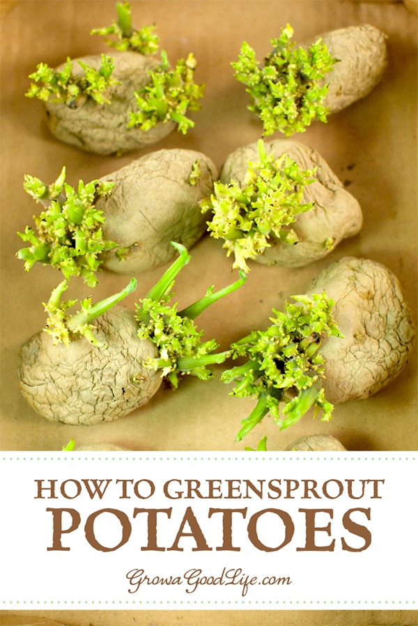 Chitting potatoes is also called greensprouting, or pre-sprouting. Chitting it is a way of preparing potatoes for planting by encouraging them to begin sprouting before planting them into the ground.