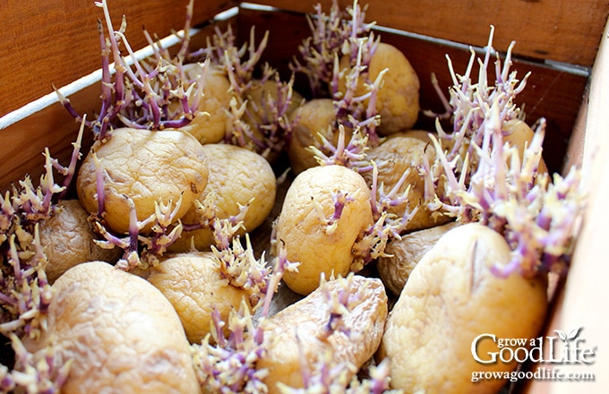 seed potatoes with sprouts