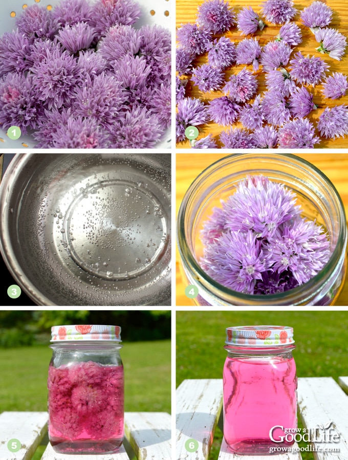 photos showing the steps to making chive blossom vinegar infusion