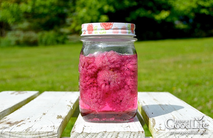 jar of chive blossom vinegar on a table