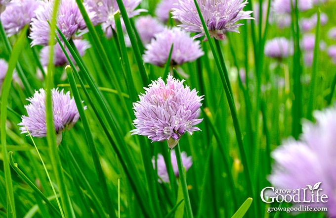 Make your own chive blossom vinegar. See how easy it is to infuse vinegar with a subtle onion essence and a purple blush of color.