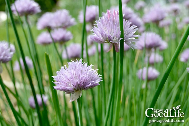 Grow chives all year even when the garden is under snow. See how to divide and pot up chive plants to bring indoors for winter. 