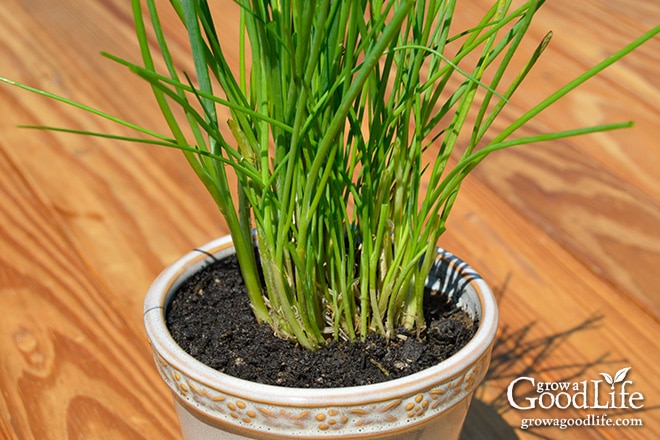 Grow Herbs Indoors: Potting Up Chives | Grow a Good Life