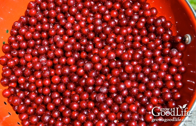 stemmed chokecherries in a red strainer