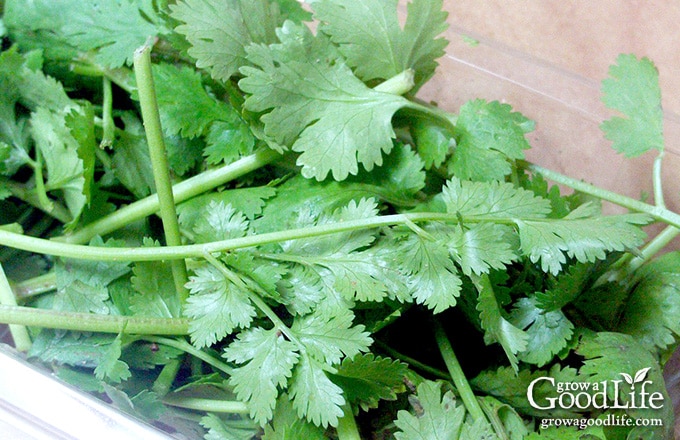 overhead photo of harvested cilantro leaves