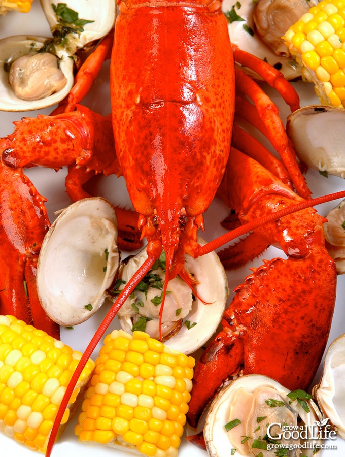 pile of cooked lobsters, clams, corn, and potatoes on a table