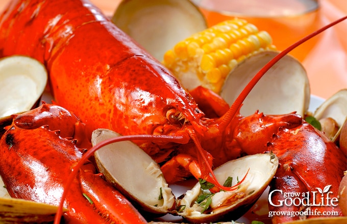 red lobster surrounded by clams, corn, and potatoes on a table