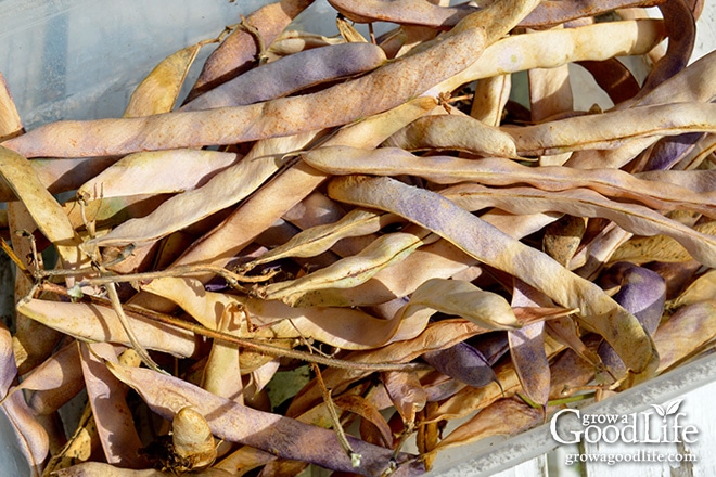 dried bean pods in a basket